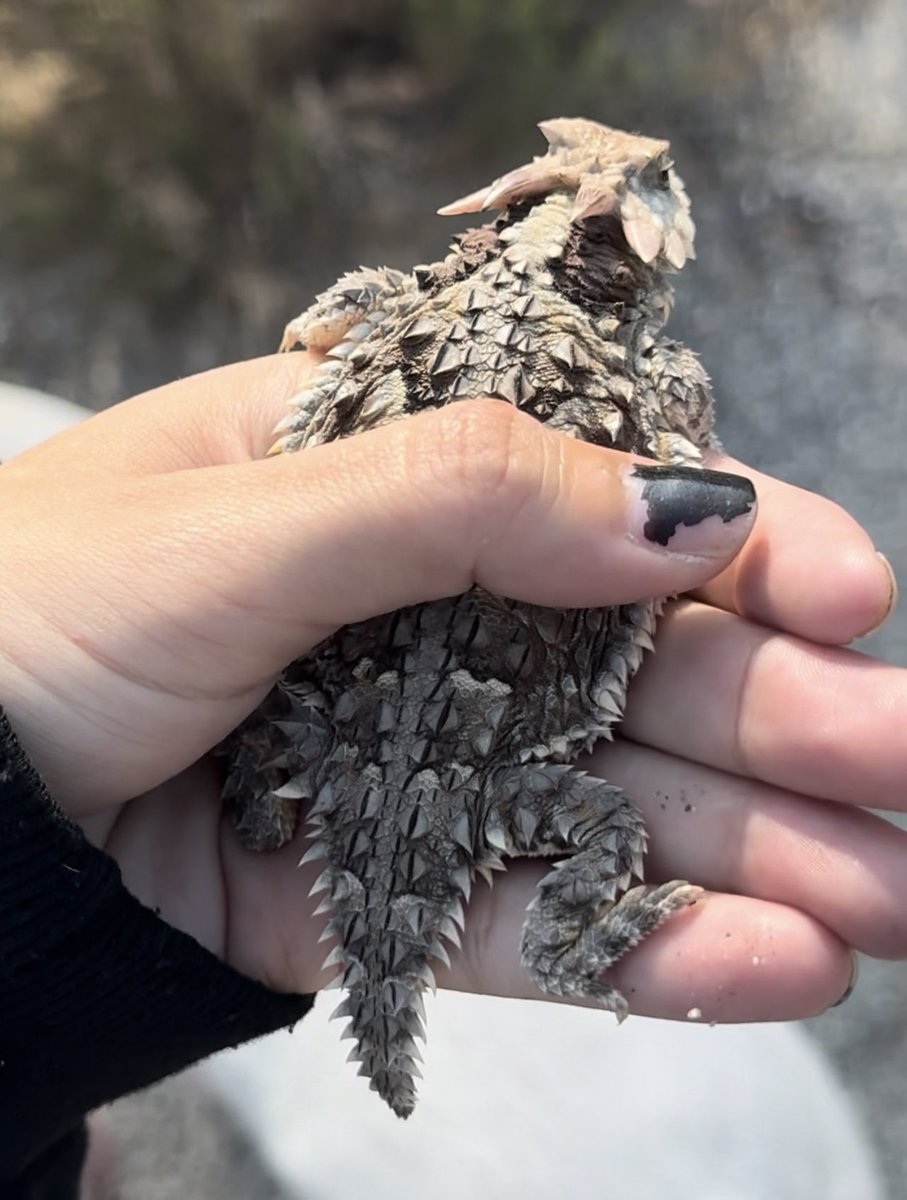 caiterpillar𓆑 tweet media