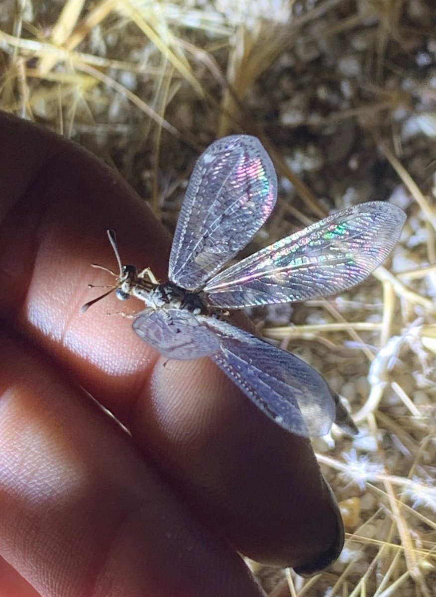 caiterpillar𓆑 tweet media