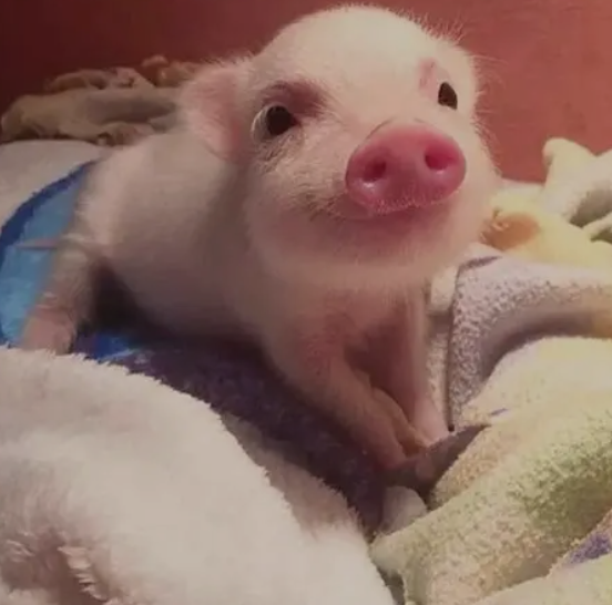 可怜de冥王星 tweet media