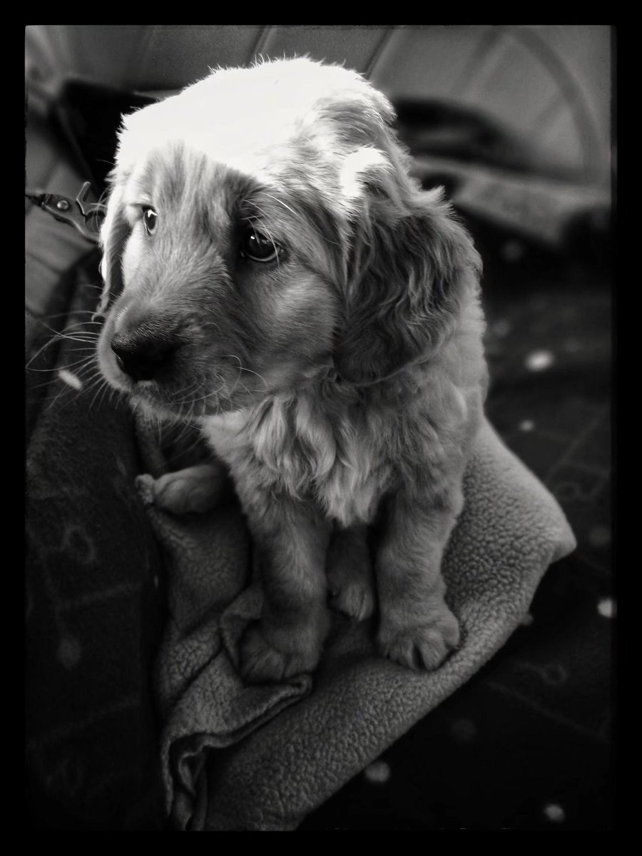 lauries04a lauries04 tweet media