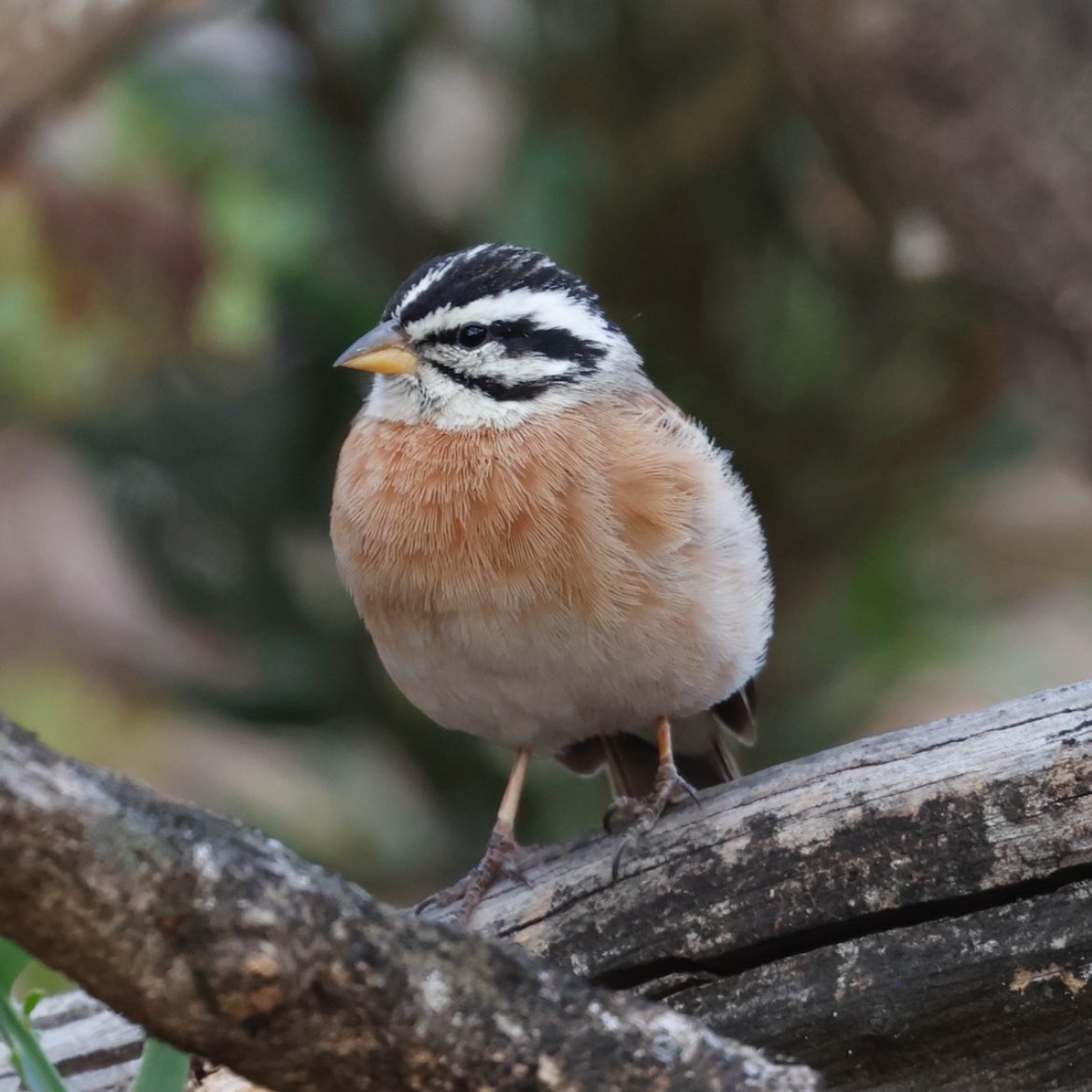 Aidan G. Kelly tweet media