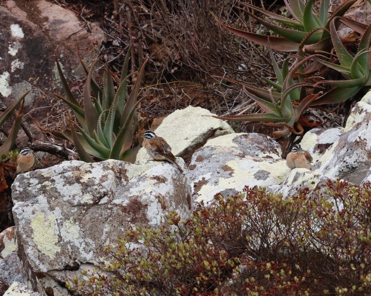 Aidan G. Kelly tweet media