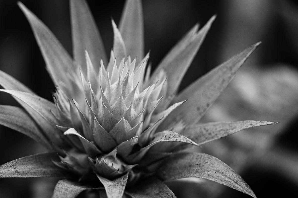 JohnGetchel's tweet photo. You have a good point
For #MonochromeMonday
Share your Monochrome images my friends. https://t.co/sTiW5HJeYB