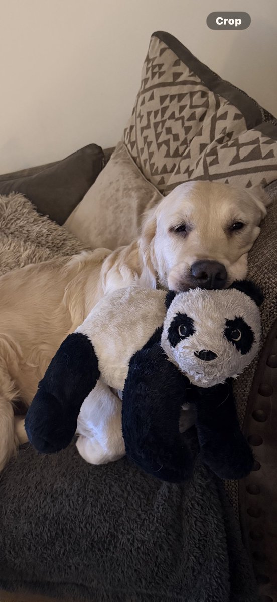 loolaboo's tweet photo. @SamanthaTaghoy Nelly and her panda https://t.co/k1oqkfsYHs