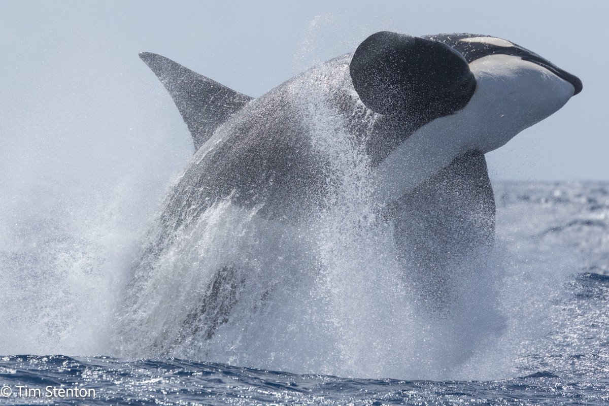 timstenton's tweet image. Male Orca (Orca orcinus) Bremer Canyon, Western Australia. I've seen killer whales off all 7 continents and these were probably the best encounters. #orca #killerwhale @nat_charters #westernaustralia #brenercanyon @whalesorg_de @whales_org