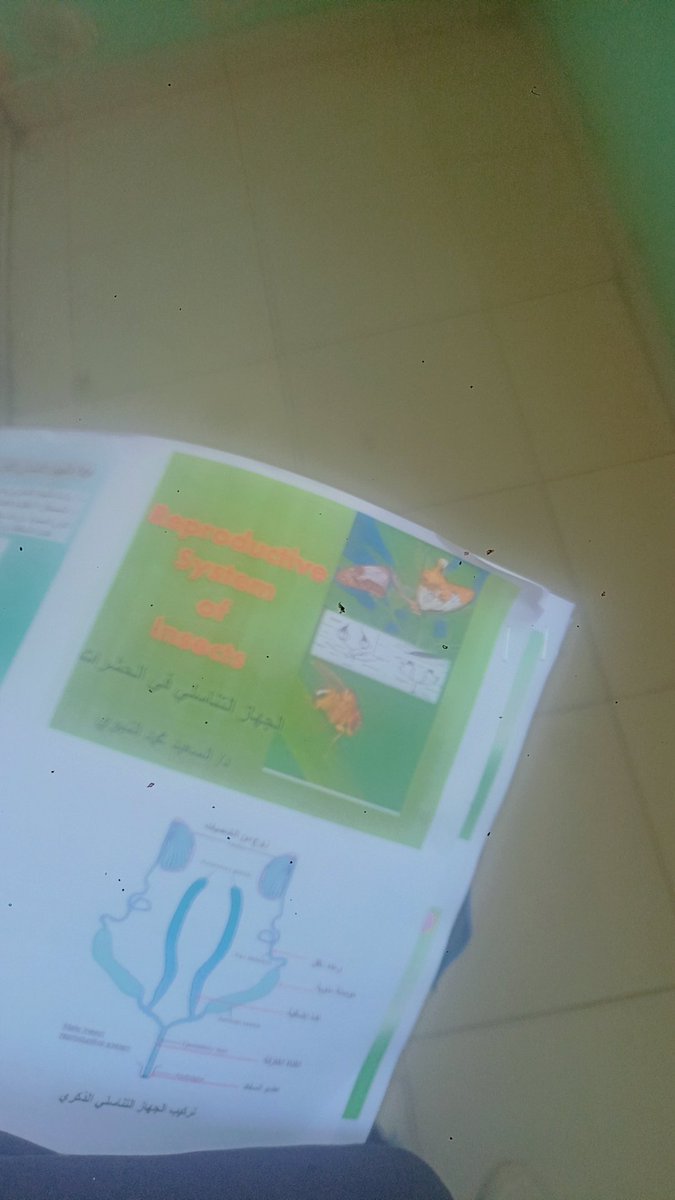 بطاطايه tweet media