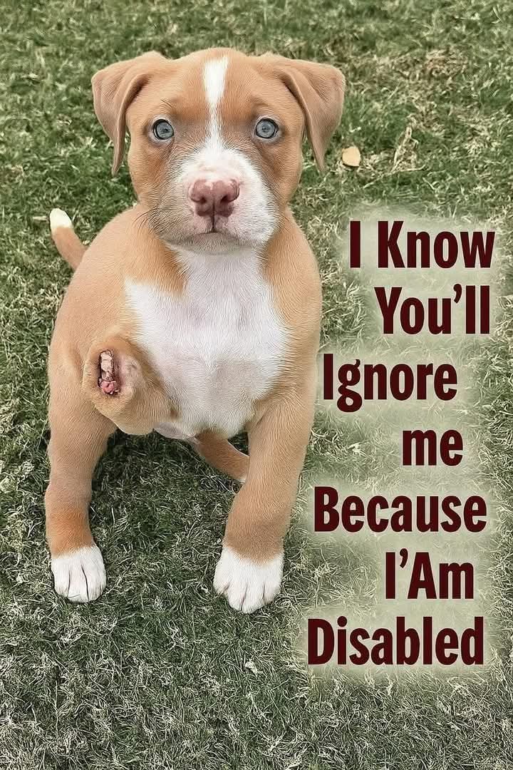 Alice 👑 tweet media