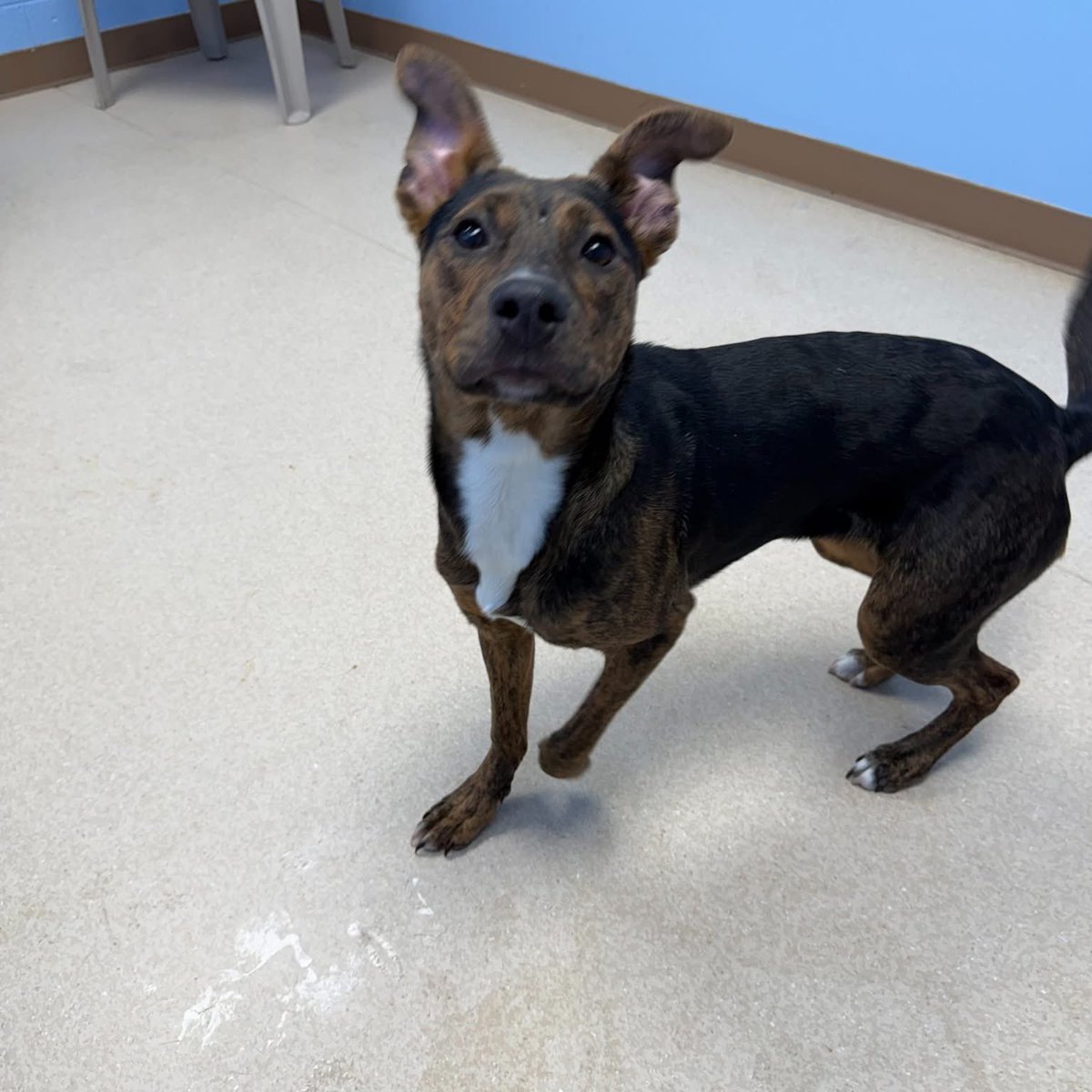 Rescue Dogs Rock, D.C. 🐾🐾🇺🇸 tweet media