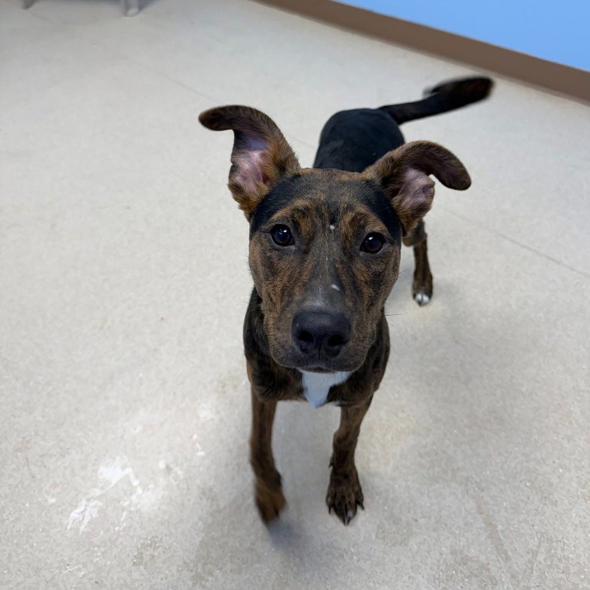 Rescue Dogs Rock, D.C. 🐾🐾🇺🇸 tweet media