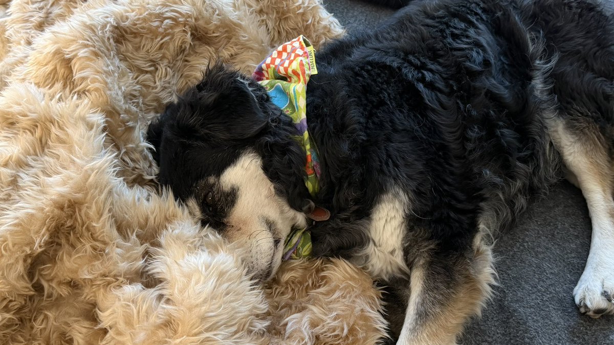 Hatsumi Nonaka 🇯🇵 初美 tweet media