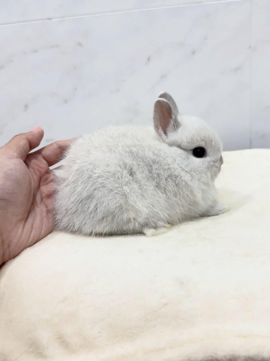 Cutes Animals tweet media