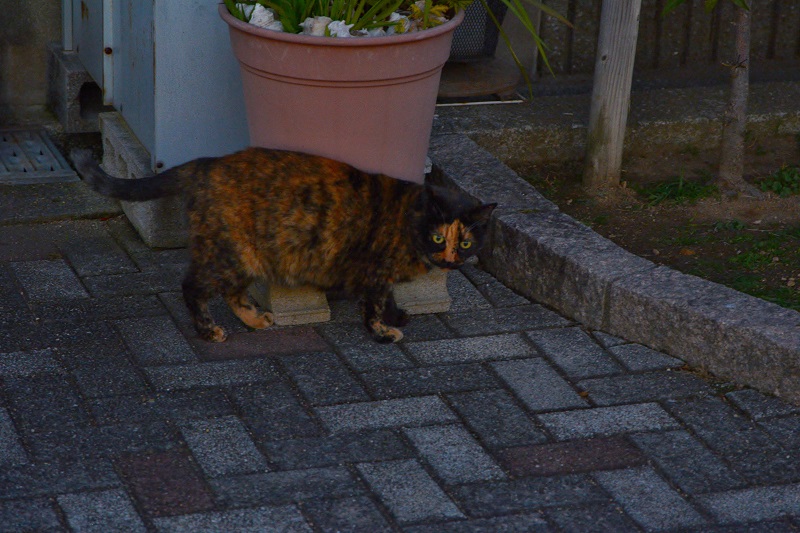 植木鉢をチェックするサビ　#neko　#猫　#cat