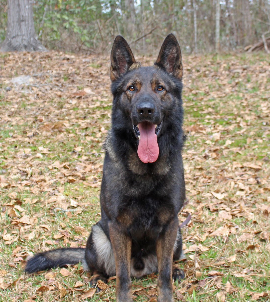 HarrisonK9AE's tweet photo. Simply Stunning https://t.co/VtAXYwT3kc