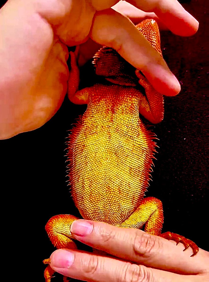 参眼の梟🦉-ukoku- tweet media