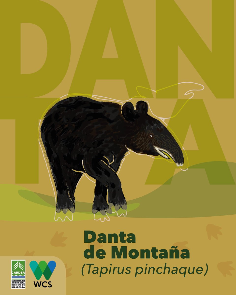 WCS Colombia 💚 tweet media