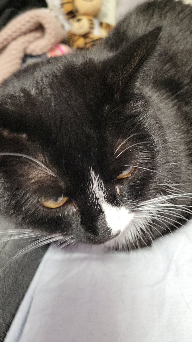 𝙎𝙚𝙧𝙜𝙚𝙟 ⋆. 🗝 Seeing tzk 10.5! tweet media