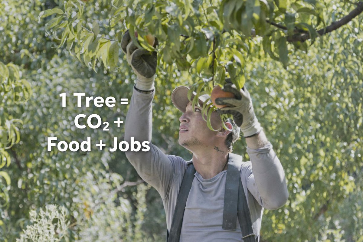 Reforest Trees tweet media