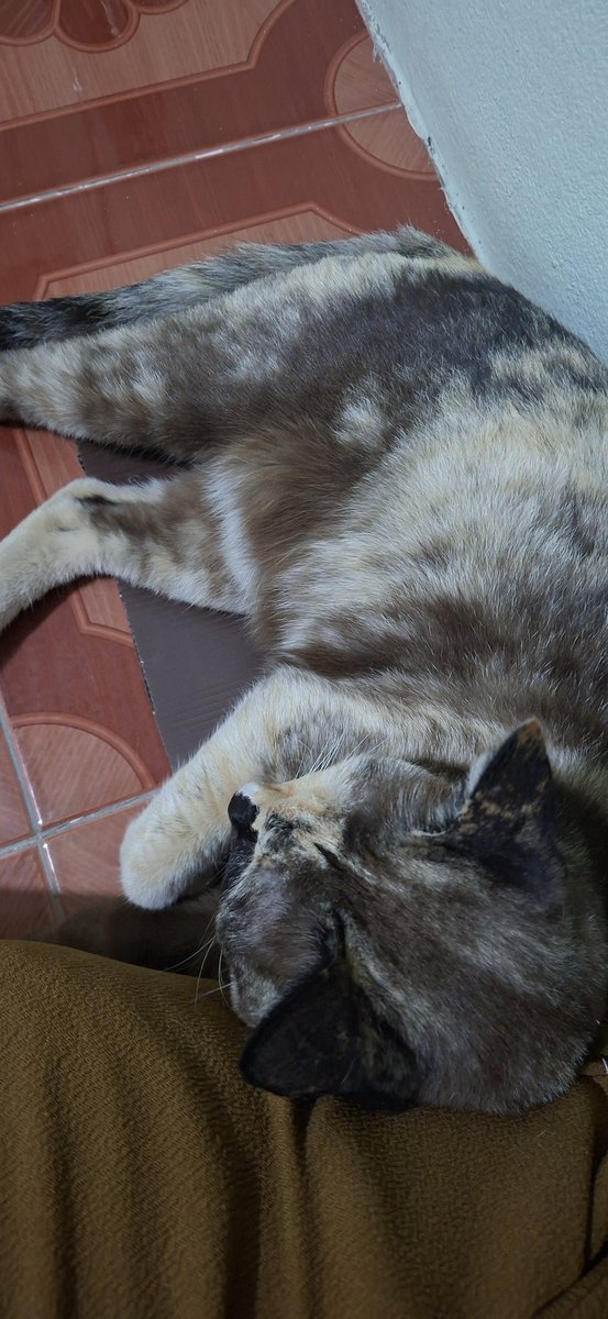 🕊I just want a man who truly loves me.🩶 tweet media