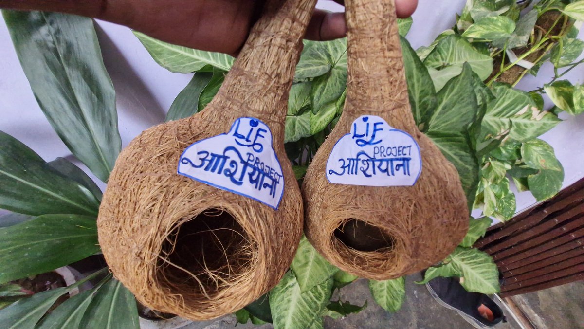 LiF_NGO's tweet photo. 🌿 प्रोजेक्ट आशियाना | LiF NGO 🐦

शहर बढ़े… पर पंछियों के घर घट गए।
हमने बनाए छोटे-छोटे **प्राकृतिक आशियाने**,
ताकि हर छत फिर से चहचहाए।

एक घोंसला लगाइए,
एक जीवन बचाइए। 🕊️

#Projectआशियाना #SaveBirds #LiFNGO #UrbanNature #LifeInspiringFoundation https://t.co/YkJG57Dil6