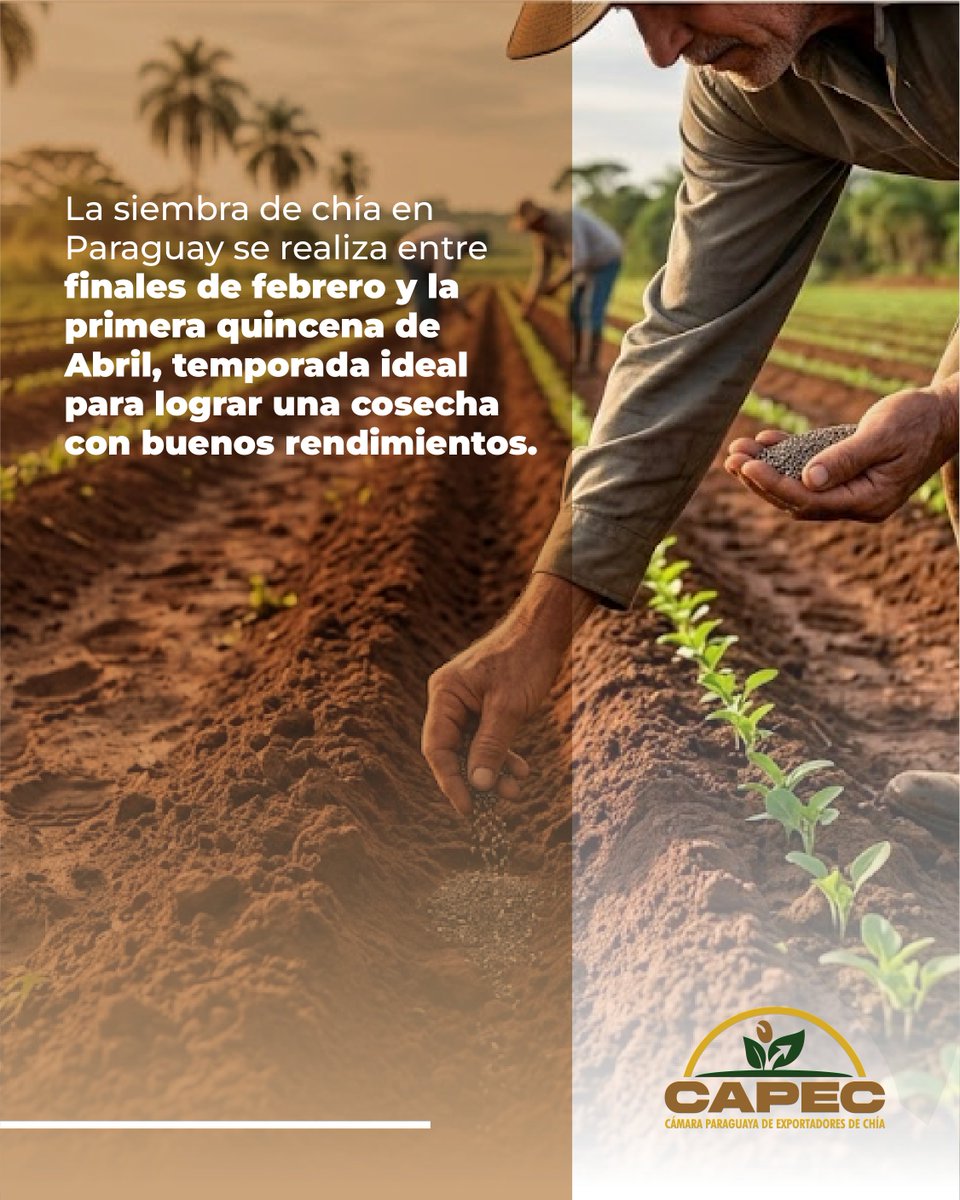 Cámara Paraguaya de Exportadores de Chía - CAPEC tweet media