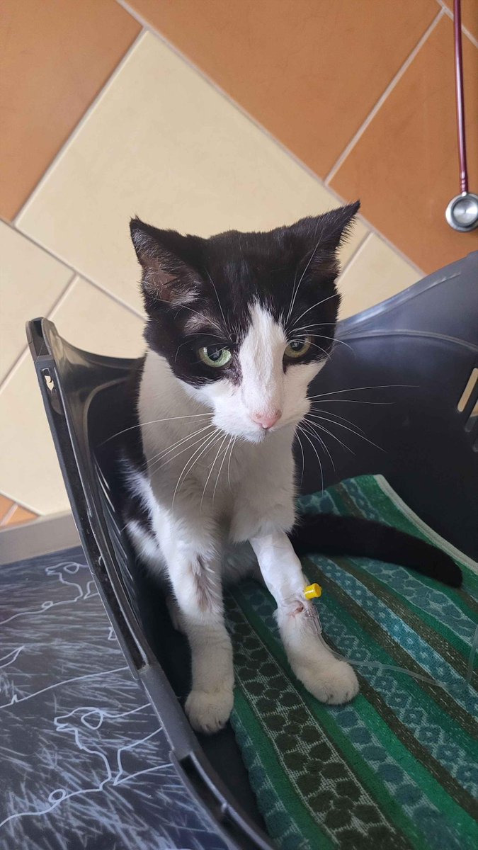 I'm sharing a tough update about my kitten, Shiva, battling lymphoma. To support her treatment, I'm offering discounted commissions this April. Prices are reduced, with an additional 10% off for commissions over 300€.
There is also a ko-fi: ko-fi.com/kaginsky