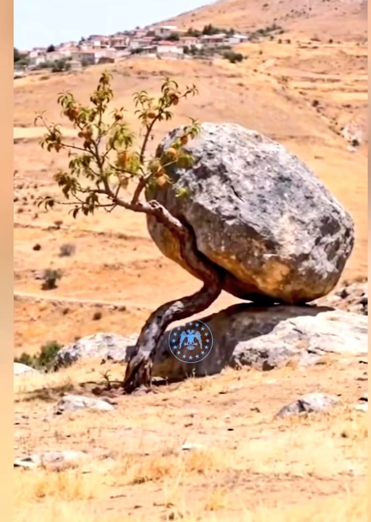 ÇAĞRI KAAN tweet media