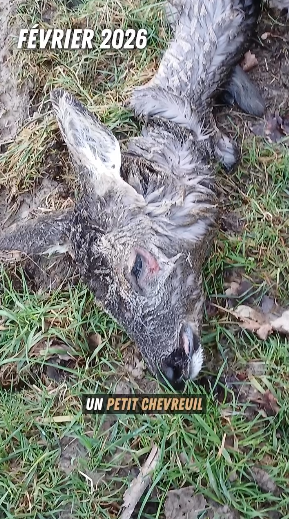 ChasseAbolition's tweet photo. À partir de combien de #cadavres en forêt ça devient un scandale ?
https://t.co/0y068YBHgj
#Lorignac #france #chasse #chasseur #plaisirdetuer https://t.co/cawEtGrZfv