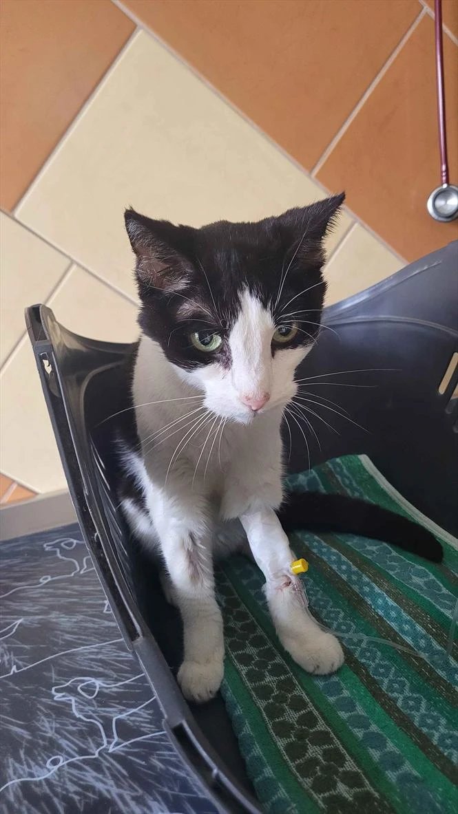 I'm sharing a tough update about my kitten, Shiva, battling lymphoma. To support her treatment, I'm offering discounted commissions this April. Prices are reduced, with an additional 10% off for commissions over 300€. There is also a ko-fi: ko-fi.com/kaginsky