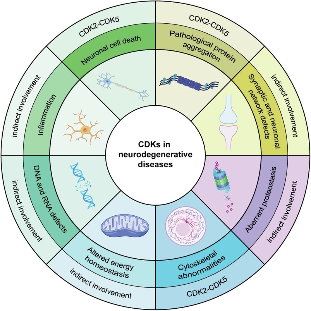 sigtrans_sttt's tweet image. A comprehensive analysis of cyclin-dependent kinases in #CellCycle regulation, detailing how their dysregulation drives disease and evaluating the therapeutic potential of targeted CDK inhibitors. @gusbald @CroAviano

#STTT #OpenAccess: doi.org/10.1038/s41392…
