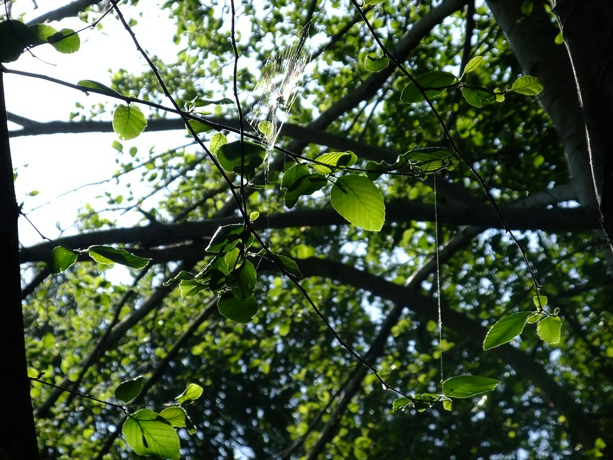 violet🐾 tweet media