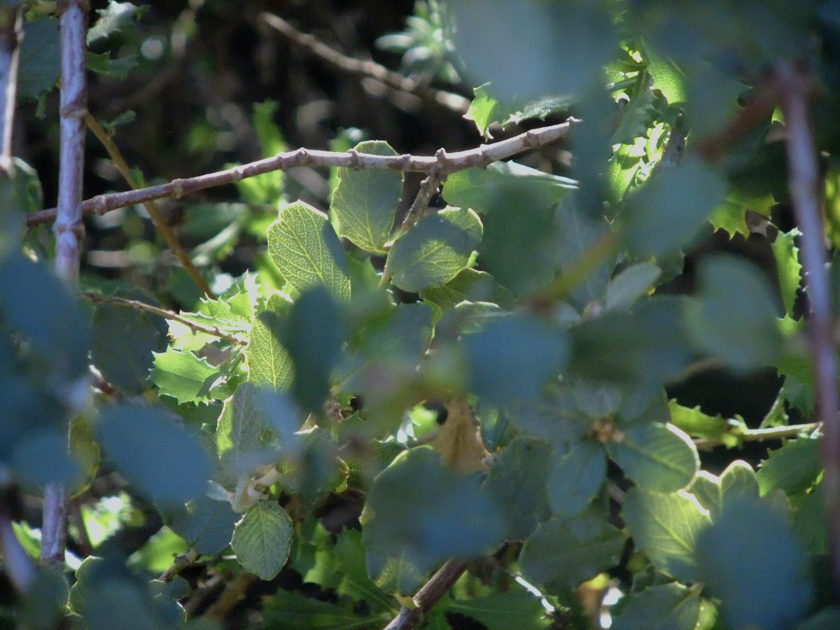 violet🐾 tweet media