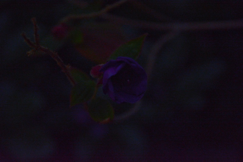 紫色の花　#hana　#花　#flower