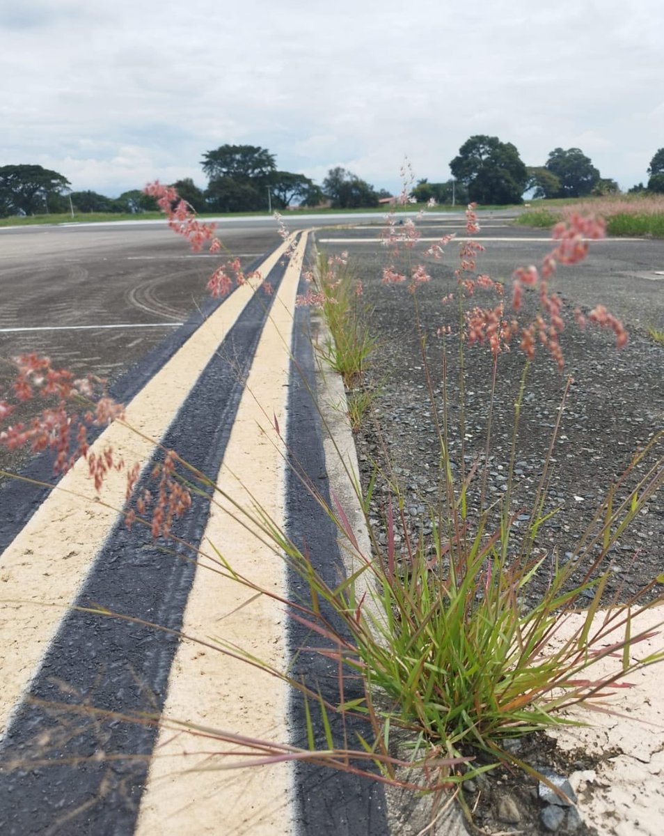 MildredAriasC's tweet photo. Algunos son críticos frente a las fotomultas porque están en cabeza de gobiernos locales a pesar de ser tecnologías para la seguridad vial. Pero se quedan callados y hasta desestiman el riesgo en varios aeropuertos con ILS apagados por falta de certificación y falta de gestión de la Aerocivil, pues parece que no comprenden la necesidad de radio ayudas para los aviación ✈️ 

Aeropuertos con ILS fuera de servicio:
🚫Cali
🚫 Pasto
🚫 San Andrés 

⚠️ Además el VOR de Tulua está fuera también. Parece que la teoría de la ventana rota hace tránsito en nuestros aeropuertos (1/x)