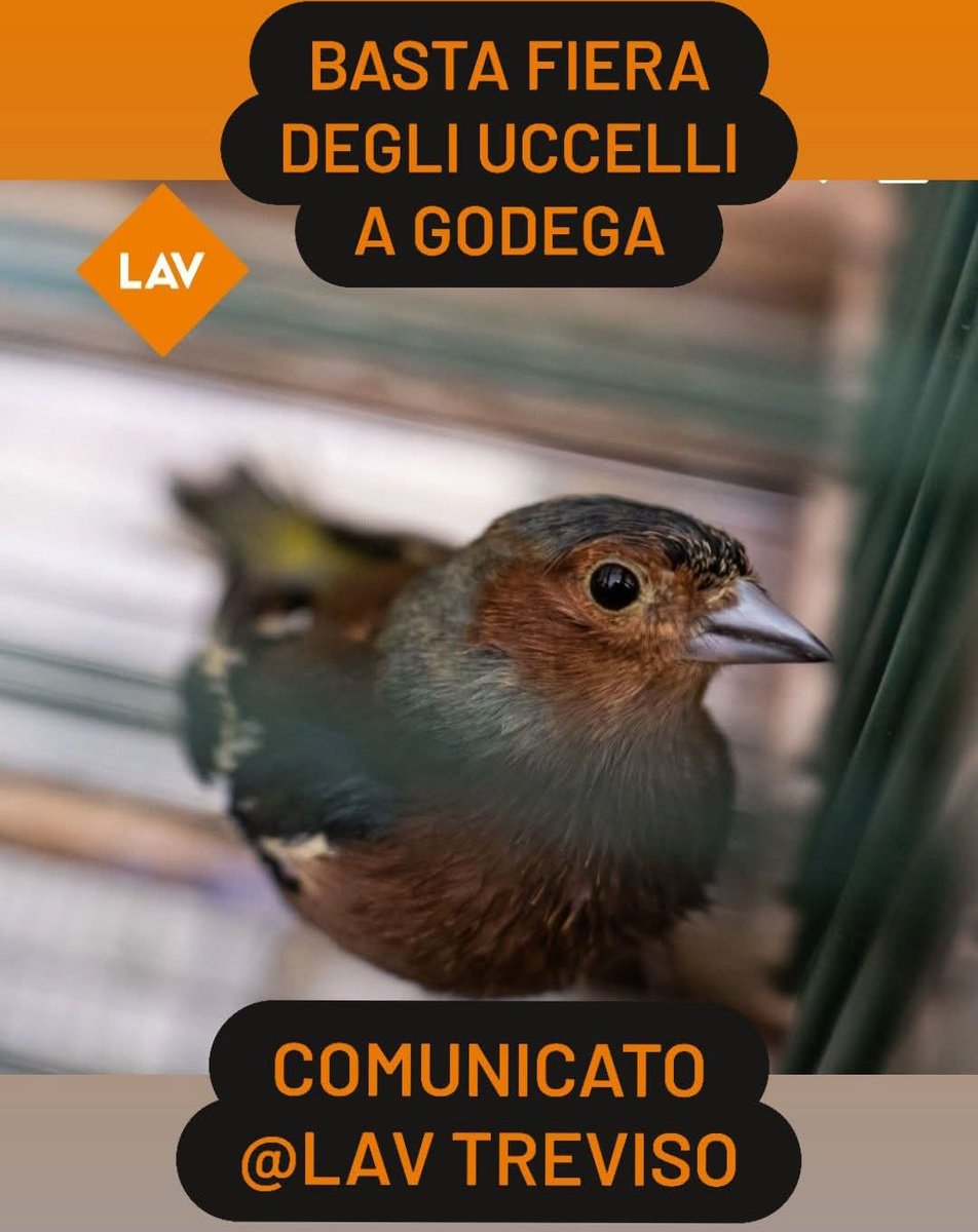 LAV Treviso tweet media