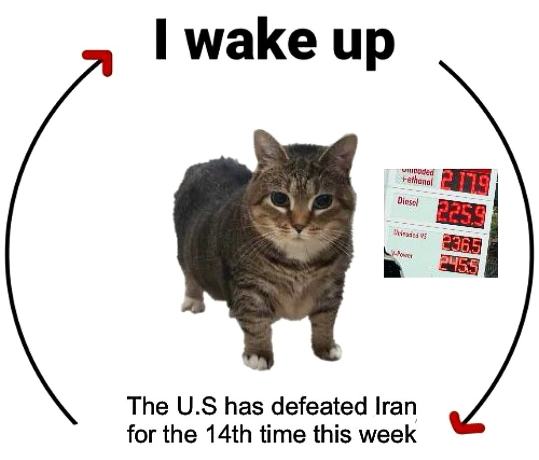 Rafif Sheikh tweet media