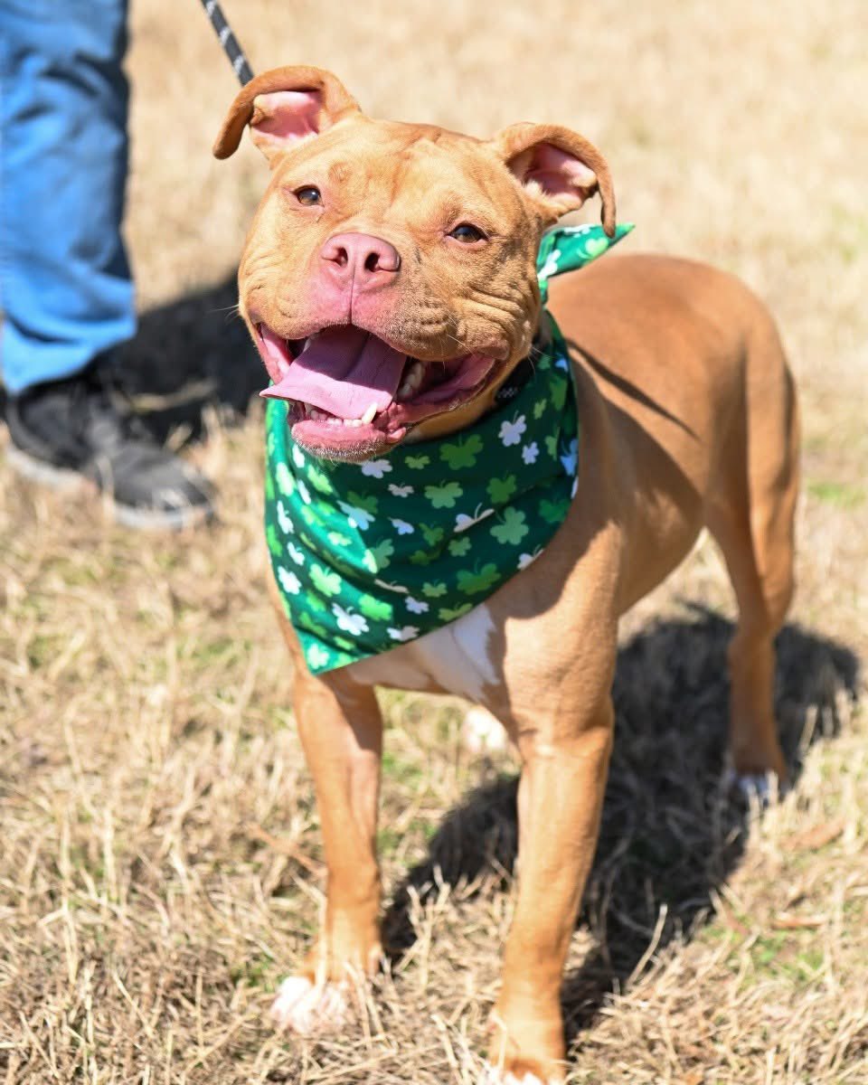 Rescue Dogs Rock, D.C. 🐾🐾🇺🇸 tweet media