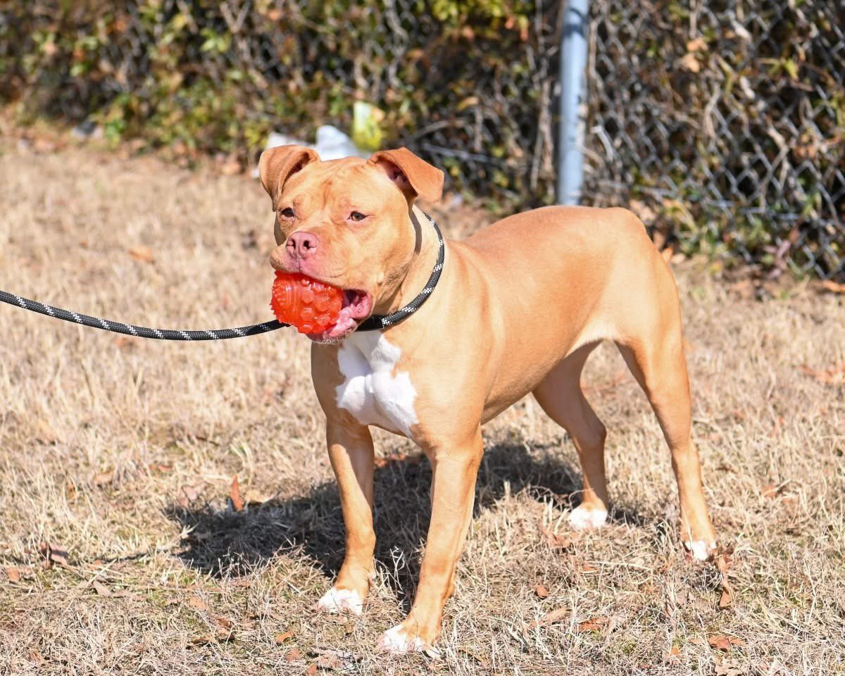 Rescue Dogs Rock, D.C. 🐾🐾🇺🇸 tweet media