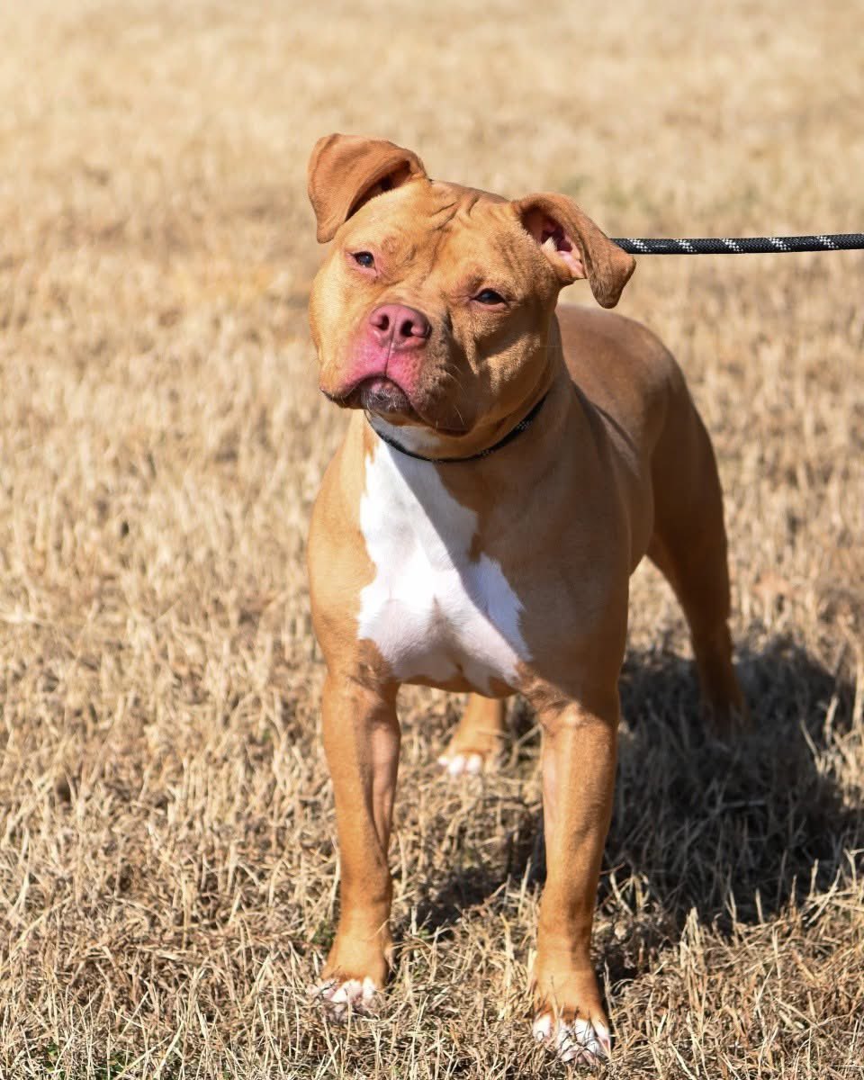 Rescue Dogs Rock, D.C. 🐾🐾🇺🇸 tweet media