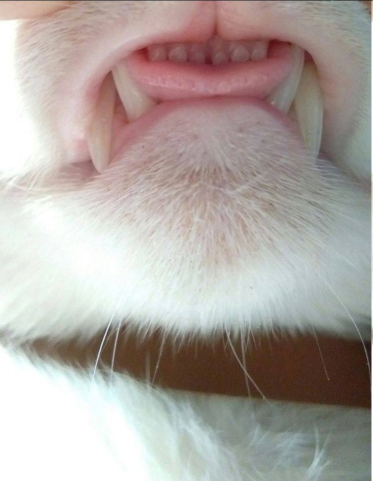 Заумный поварюга 🍳🍳🍳 tweet media