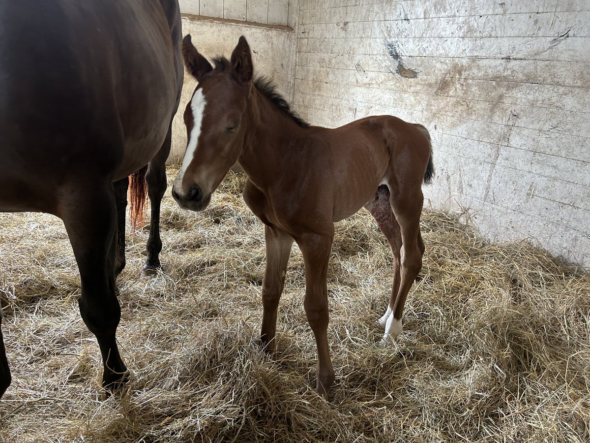 Interstellar Thoroughbreds tweet media