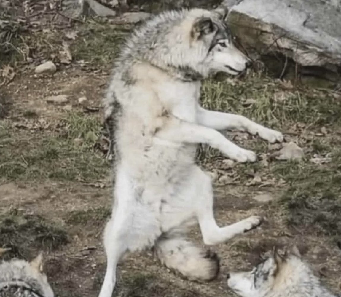 syncoded tweet media