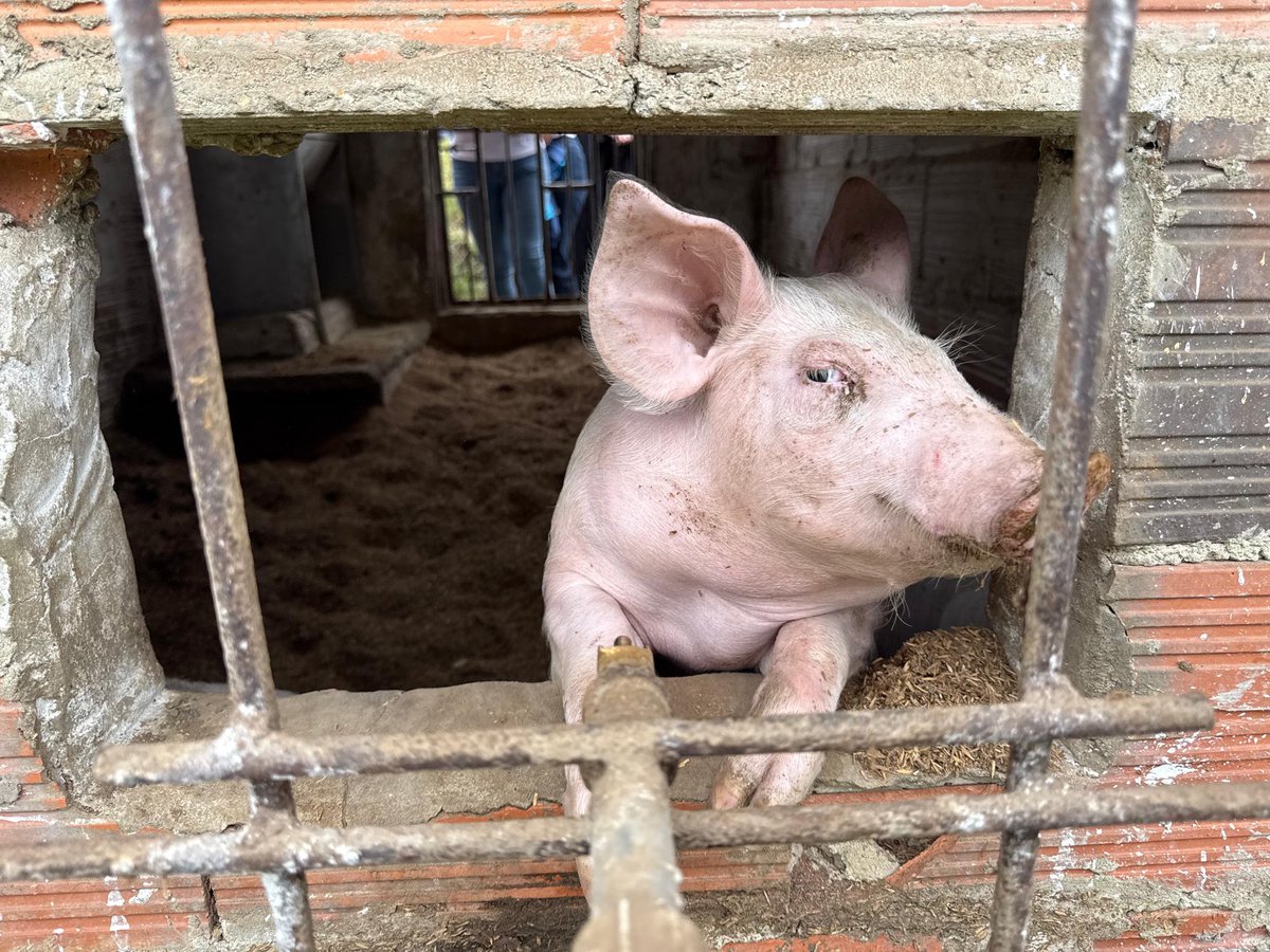 Secretaría de Ciencia, Tecnología e Innovación tweet media