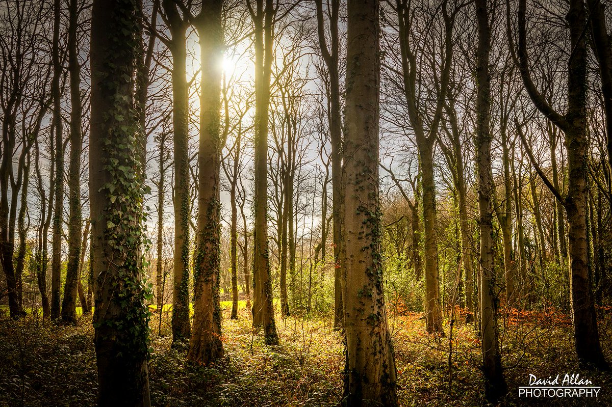 davidm_allan's tweet image. What's not to like – lighter evenings and the season of spring awakening. Places like this where I live in NE England will soon be filled with the scent of ramsons (wild garlic).
#england #durham #spring #march2026 #ramsons #countryside #woodland #photography