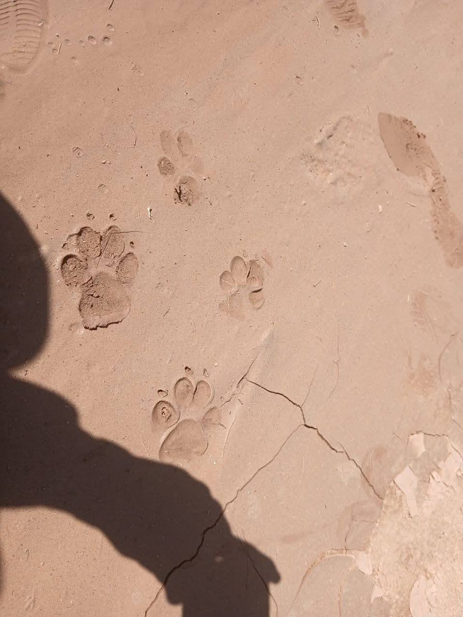 Feïza۞🇫🇷🇩🇿🇪🇭🇵🇸 tweet media