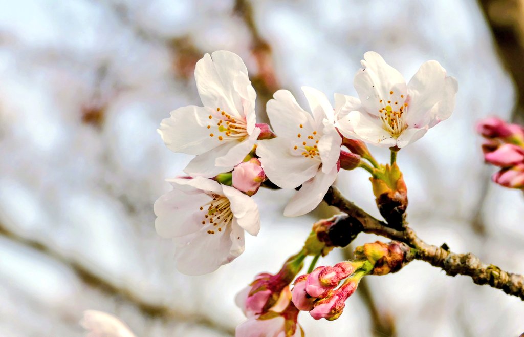 動物繁殖研 tweet media