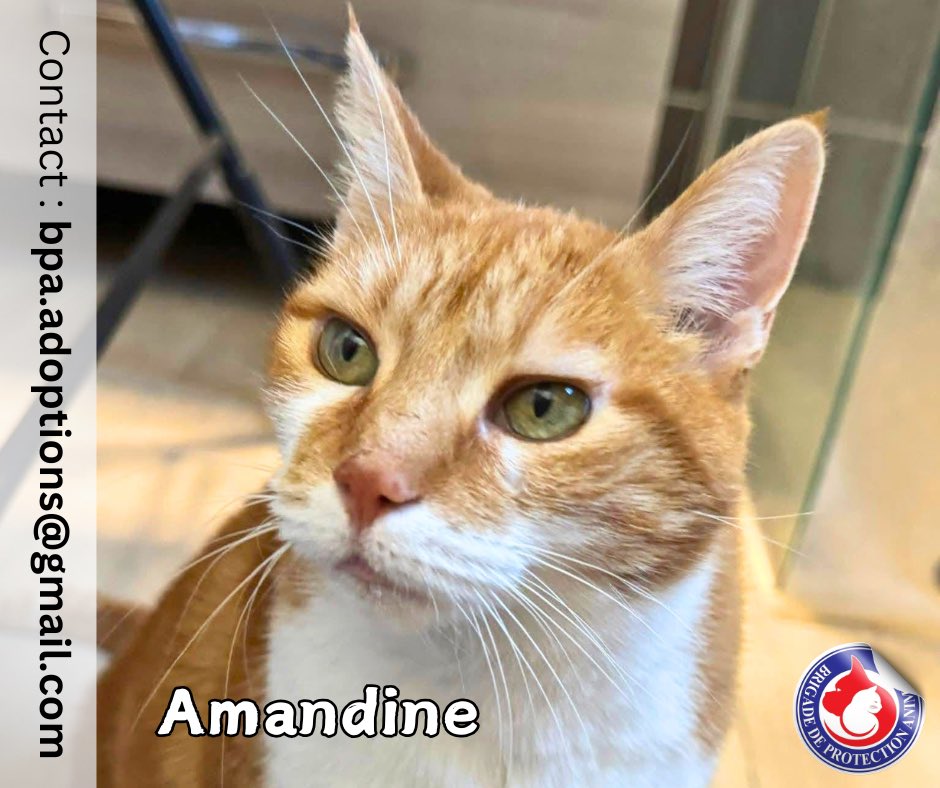 Brigade de Protection Animale – BPA tweet media