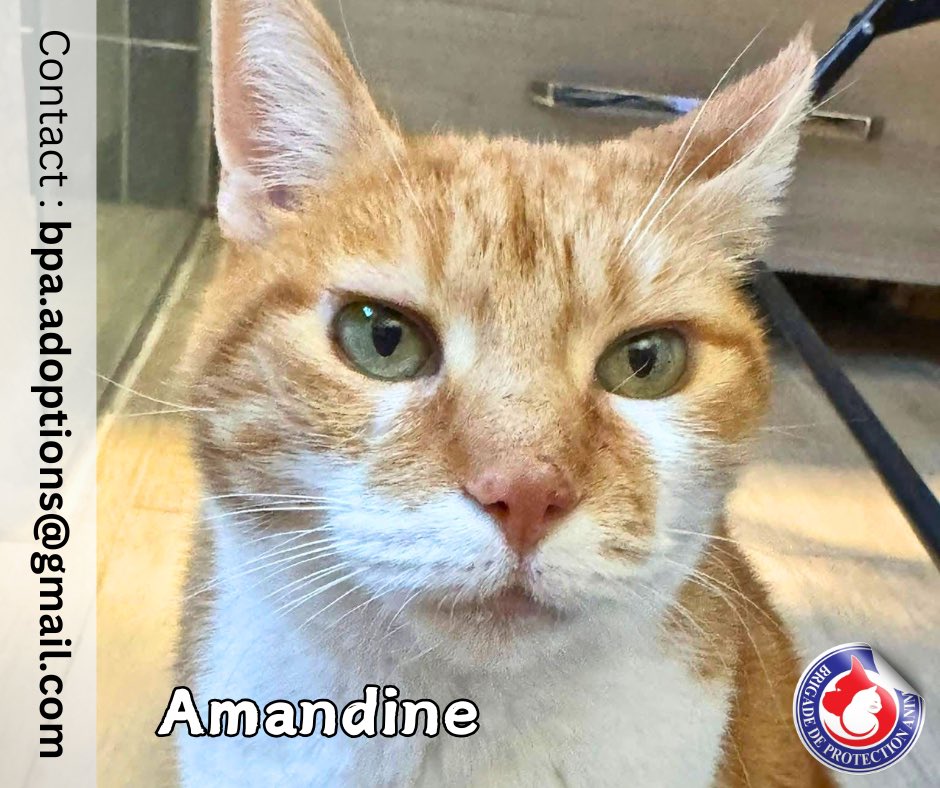 Brigade de Protection Animale – BPA tweet media