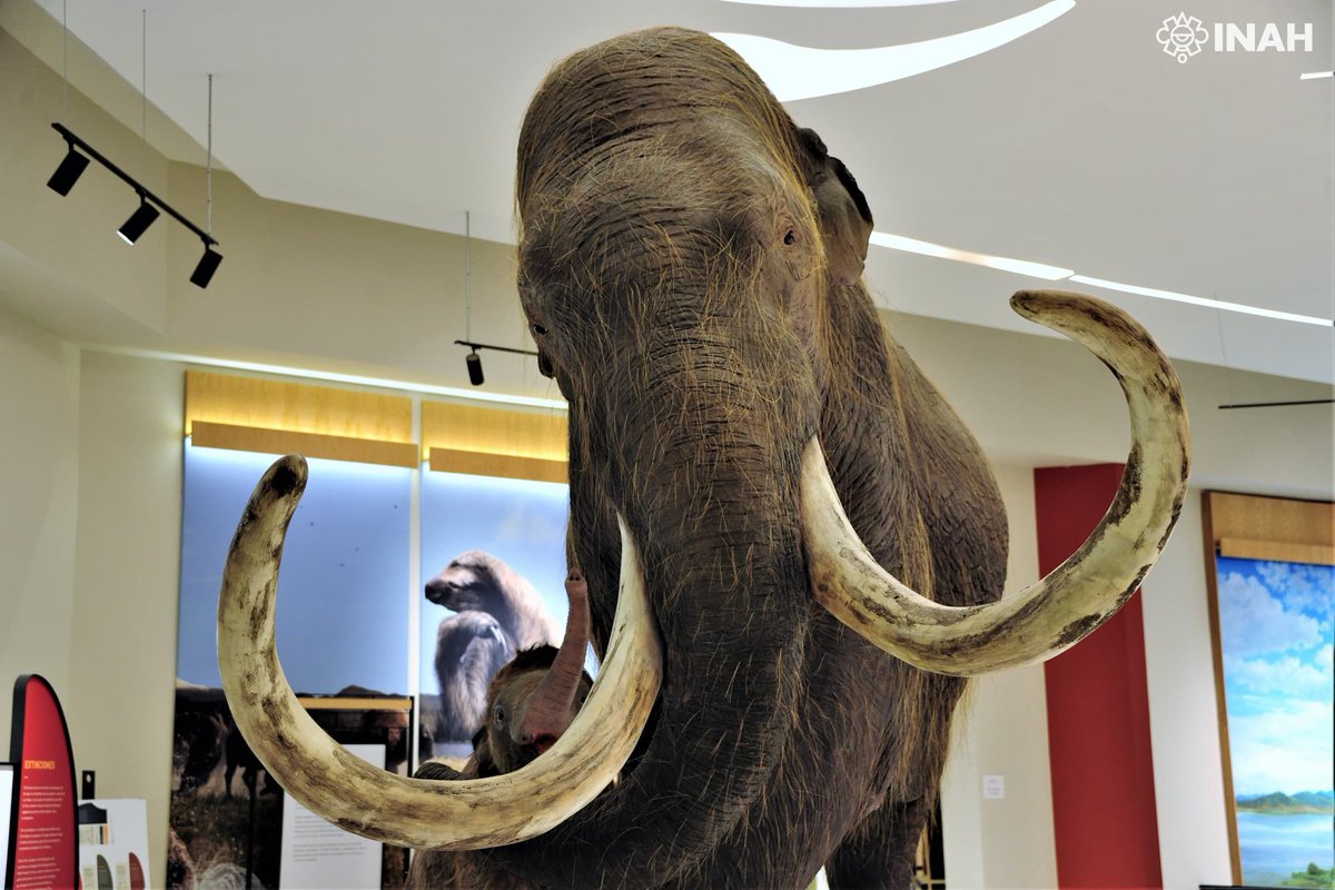 #SabíasQue, a inicios de noviembre de 2019, surgió el primer descubrimiento paleontológico en las excavaciones del Aeropuerto Internacional Felipe Ángeles, en Zumpango, Estado de México. 🦣🔍

Descubre más en nuestra #FotoDelDía: inah.gob.mx/foto-del-dia/p…

📸 Mauricio Marat, #INAH.