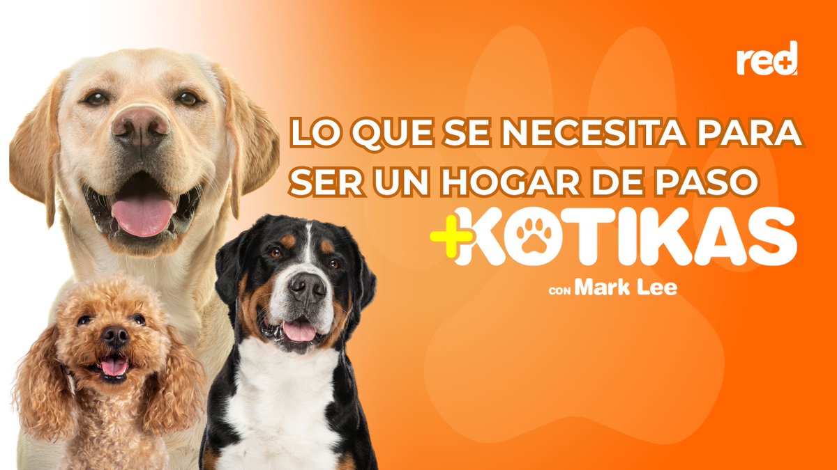 RedMásTV tweet media