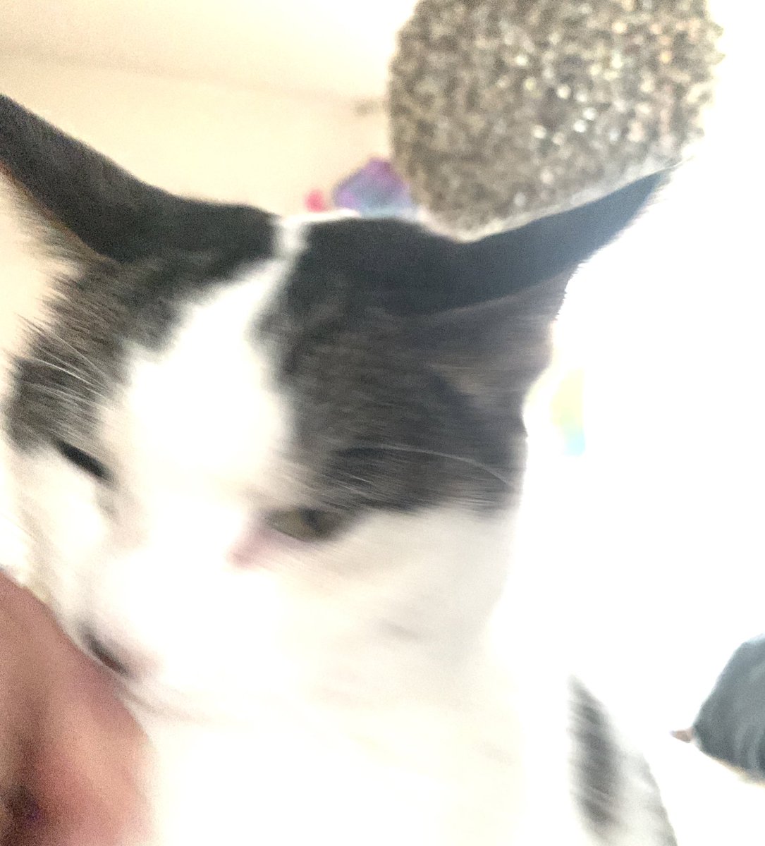 TheCatNamedMags tweet media